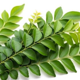 Curry Leaf  कढ़ी पत्ता