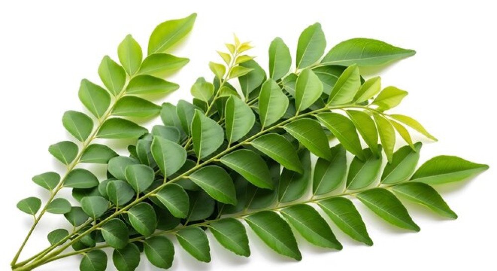 Curry Leaf कढ़ी पत्ता