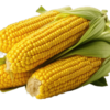 Sweet Corn मक्का