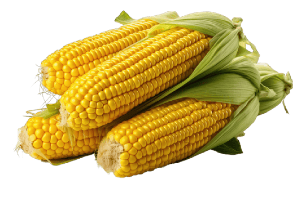Sweet Corn मक्का